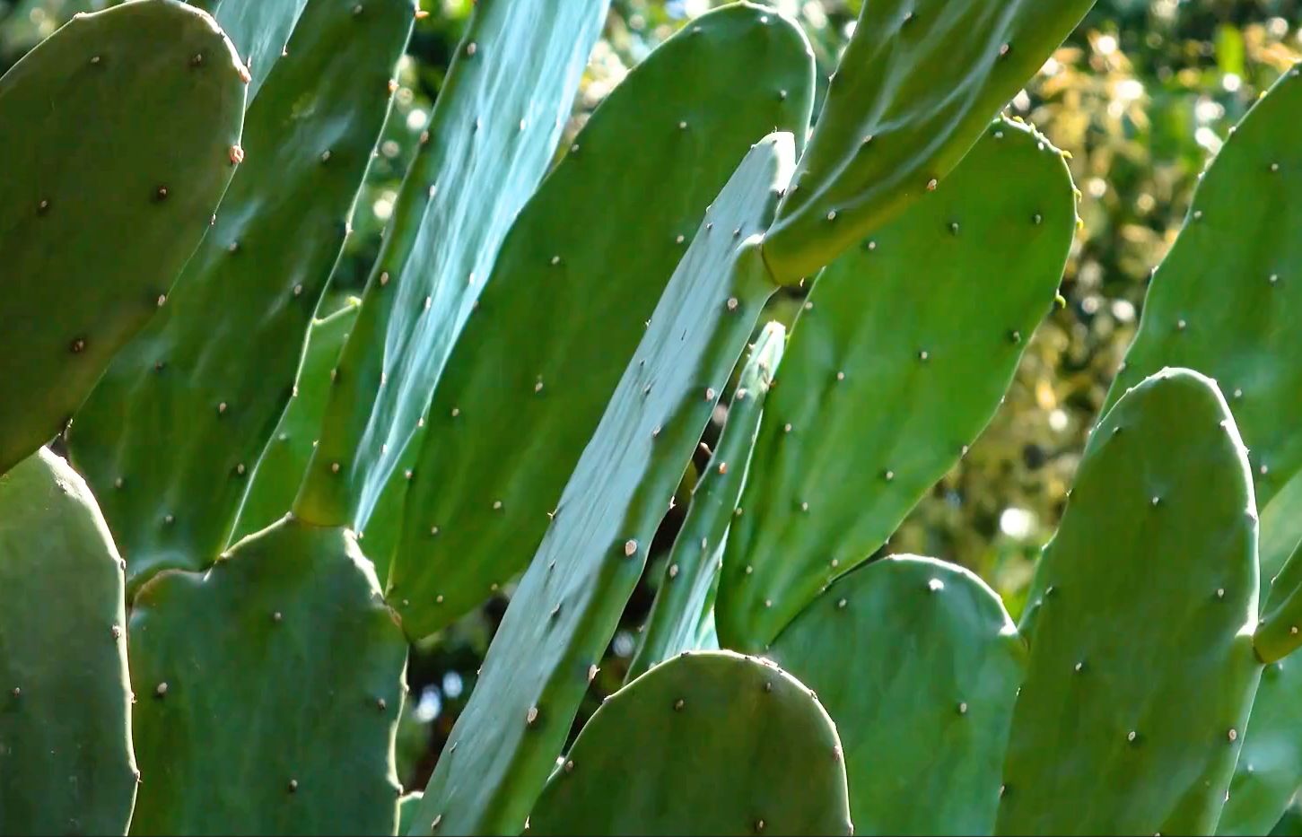 サボテン由来成分